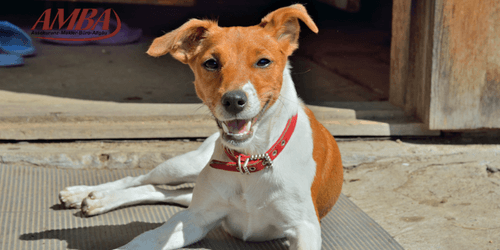 Parson Russel Terrier