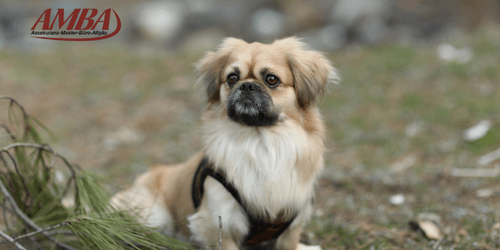 Pekingese