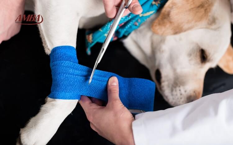 Hund mit Verletzung und medizinischer Hilfe