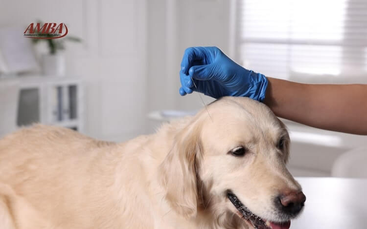 Alternative Heilmethoden für Hunde