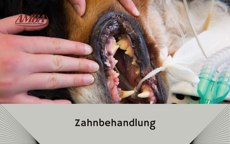 Hund mit Zahnbehandlung
