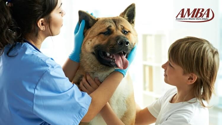 Wie sind die Erfahrungen mit der ARAG Hundekrankenversicherung