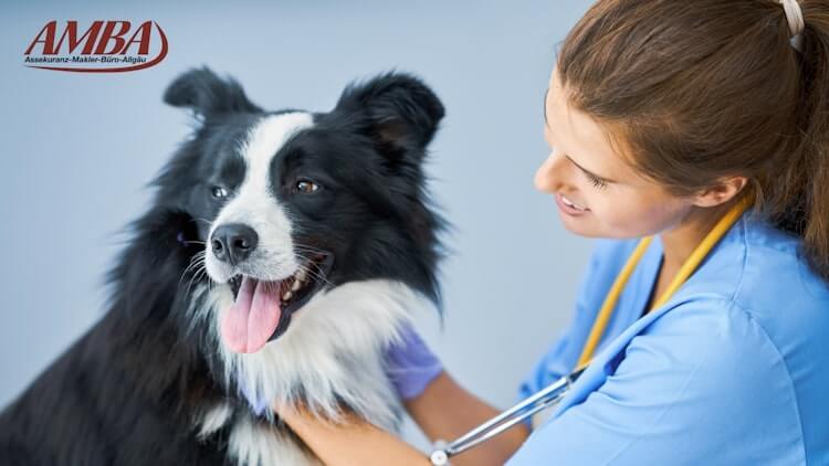 ARAG Hundekrankenversicherung - welche Hunderassen