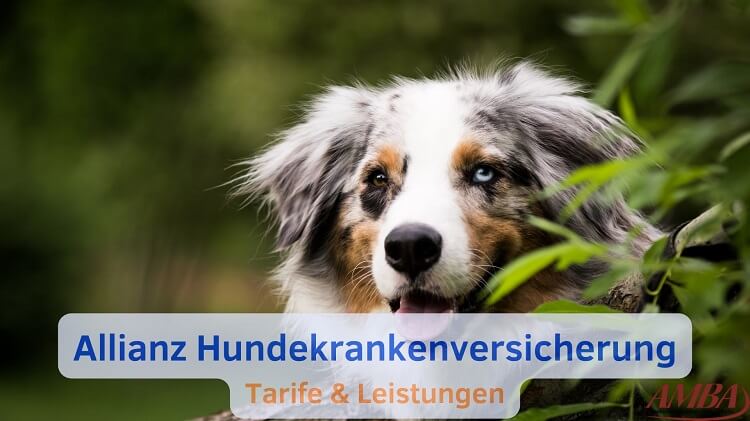 Leistungen der Alllianz Hundekrankenversicherung