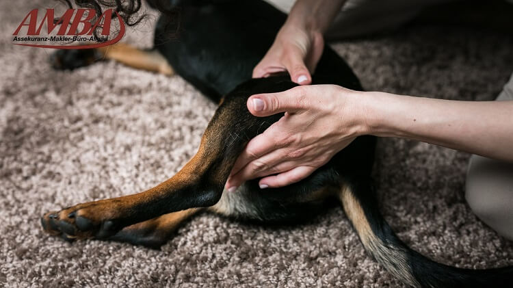 Hund mit Arthrose nach Spaziergang