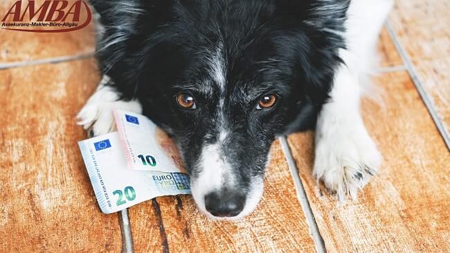 Wie viel kostet eine Hundekrankenversicherung