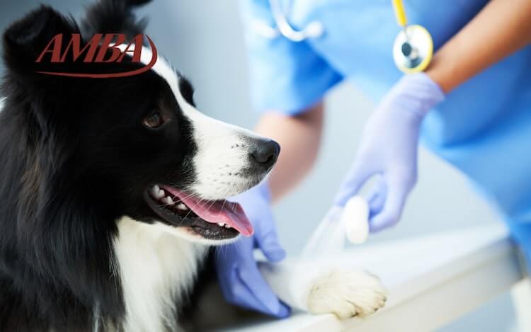 Interlloyd Hundekrankenversicherung