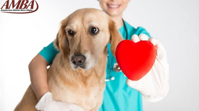 Krankenversicherung für Ihren Hund