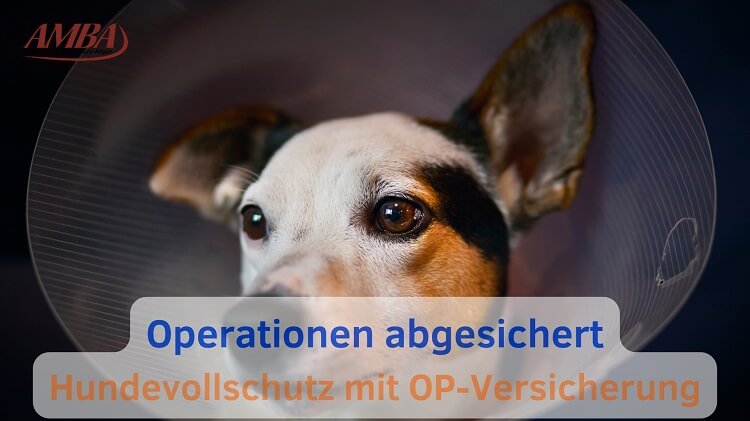 Hund erholt sich nach einer Operation