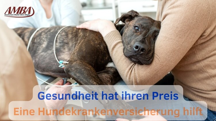 Hund wird von Tierarzt untersucht