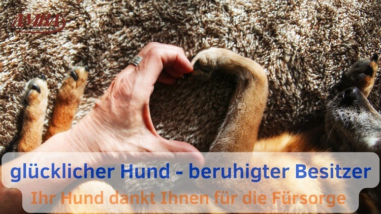 Glücklicher Hund gibt Pfote an Besitzerin