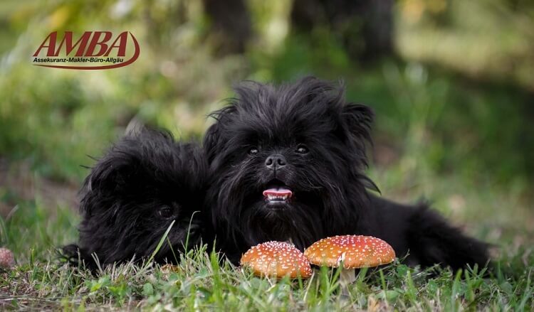 Affenpinscher