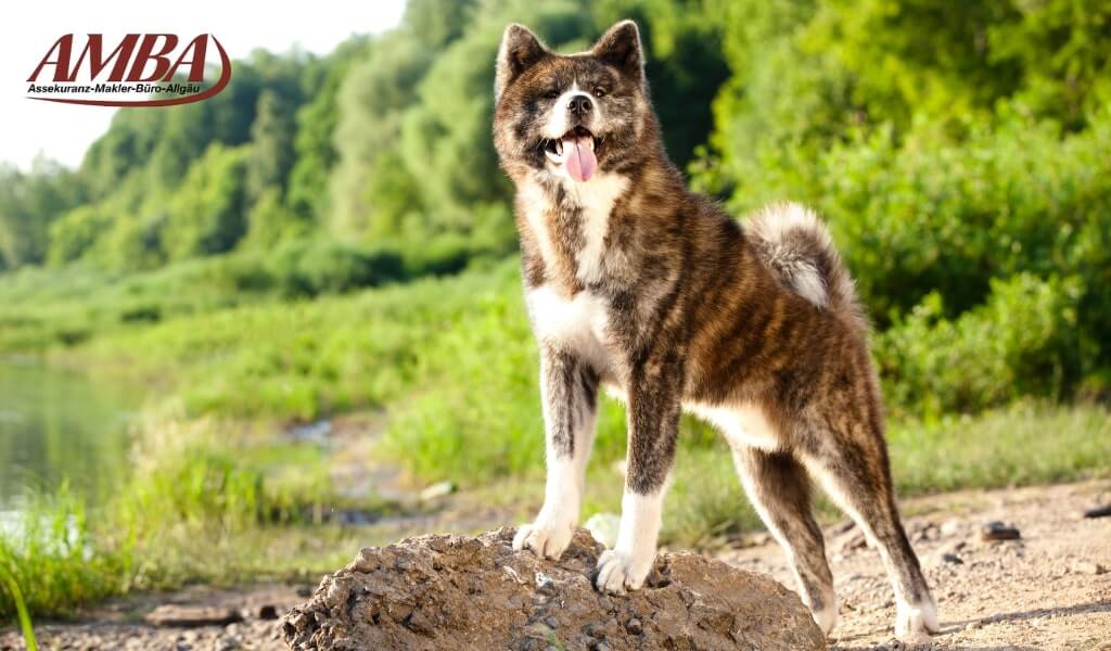 Akita Inu