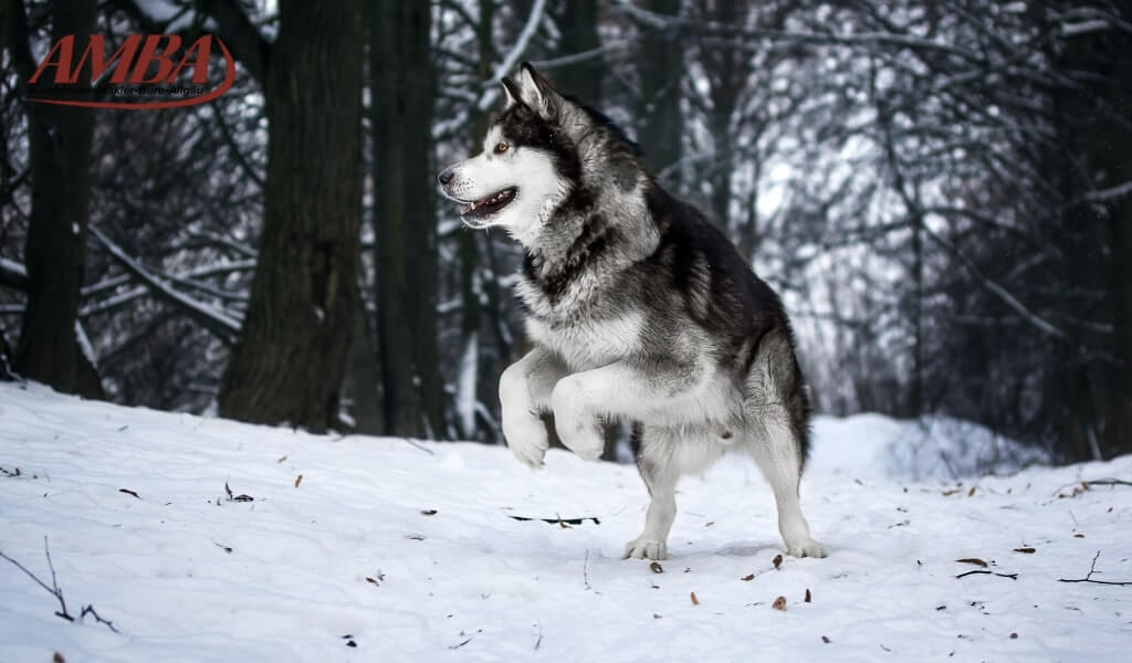 Alaskan Malamute