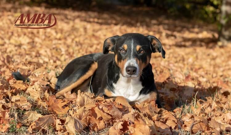 Appenzeller Sennenhund