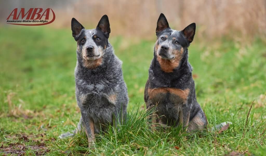 Australian Cattle Dog - Blue Heeler