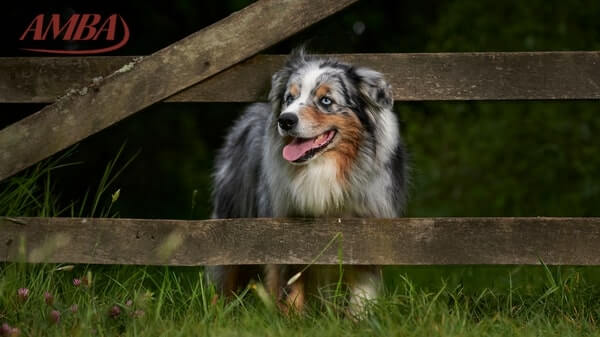 Australian Shepherd