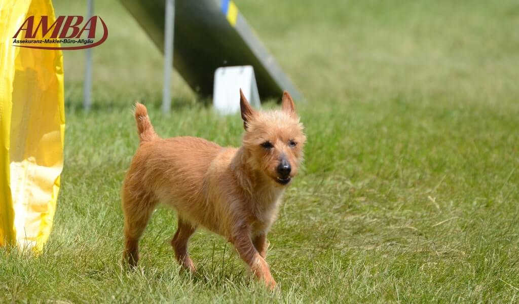 Australian Terrier