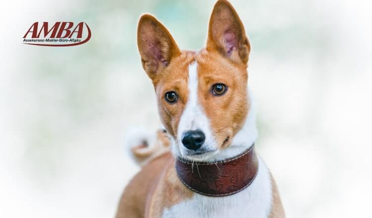 Basenji