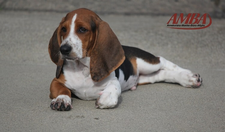 Basset Hound