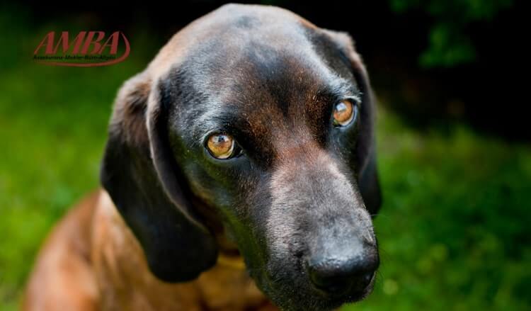 bayerischer Gebirgsschweißhund