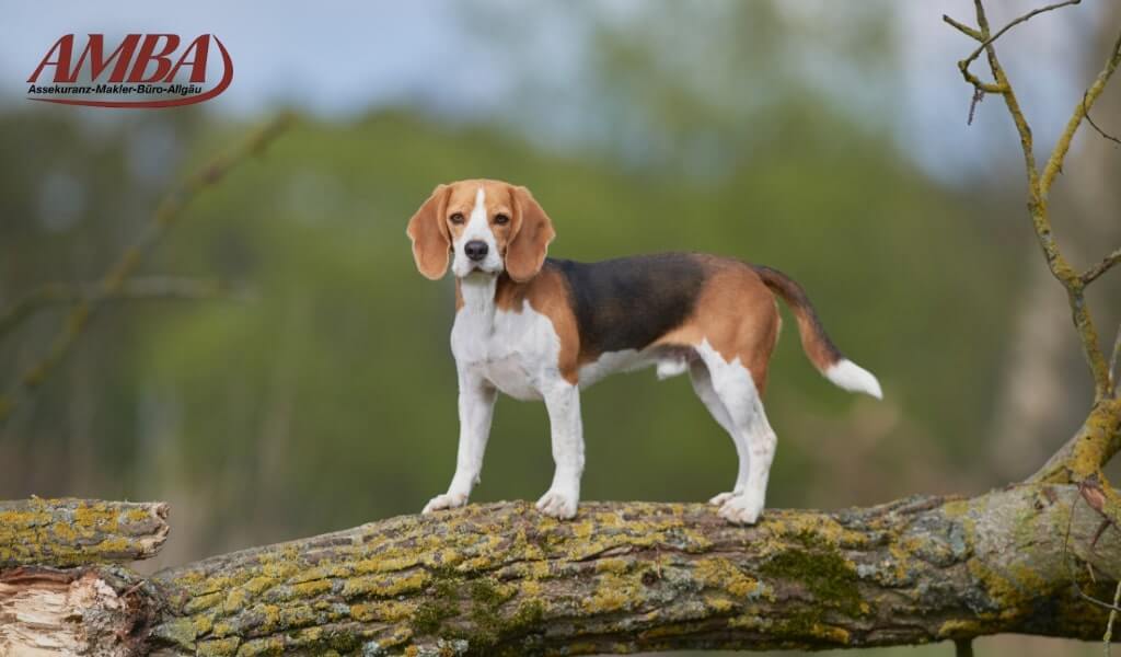 Beagle