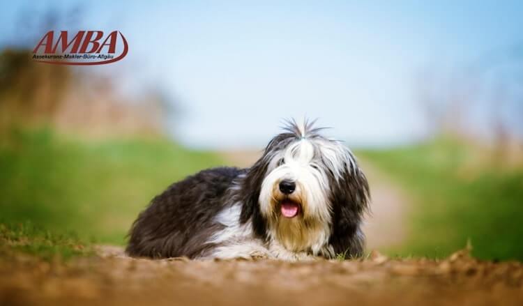 Bearded Collie