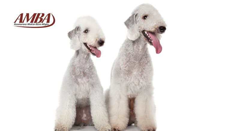 Bedlington Terrier