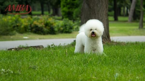 Bichon Frise