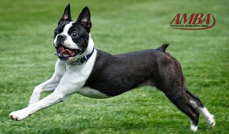 Boston Terrier