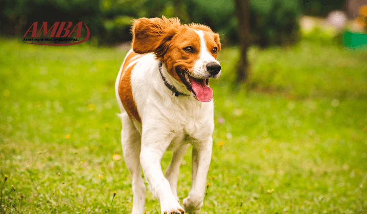 Bretonischer Spaniel