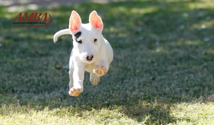 Bullterrier