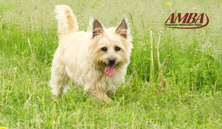 Cairn Terrier