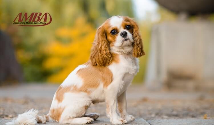 Cavalier King Charles Spaniel