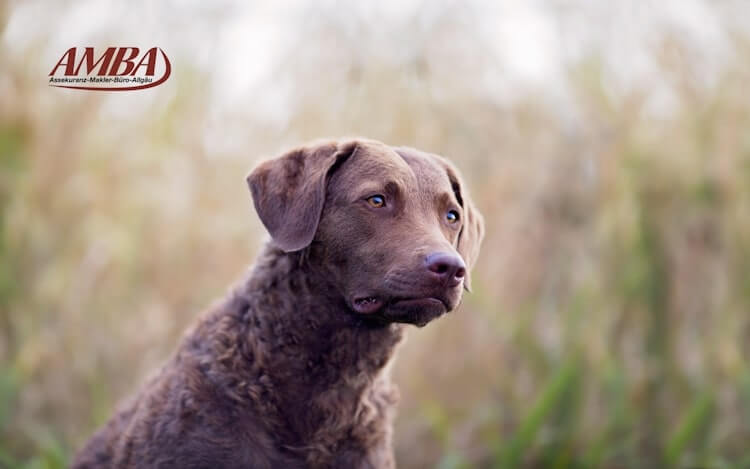 Chesapeake Bay Retriever