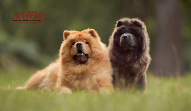 Chow Chow