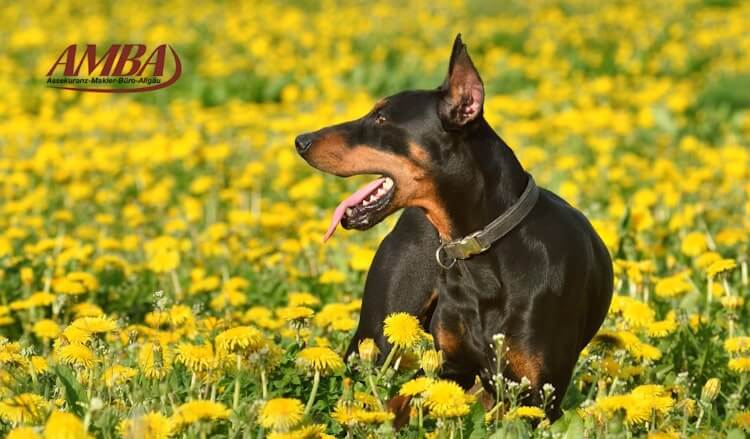 Deutscher Pinscher