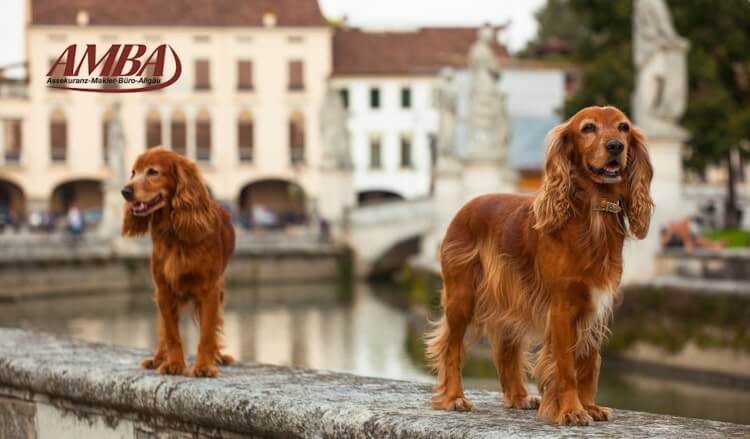 English Cocker Spaniel