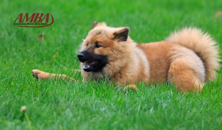 Eurasier