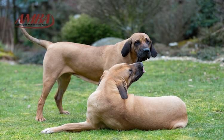 Fila Brasileiro