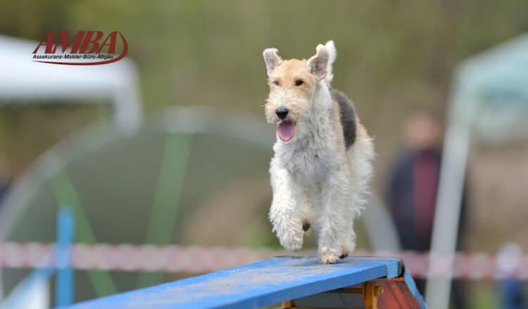 Foxterrier