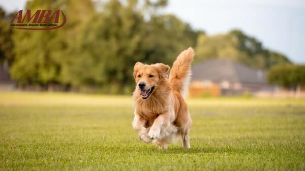 Golden Retriever läuft über die Wiese