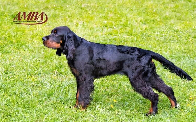 Gordon Setter