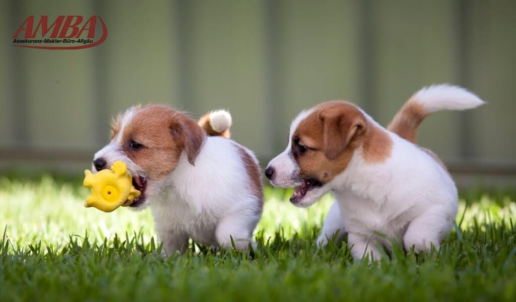 Alles über den Jack Russel Terrier