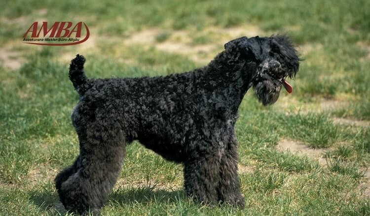 Kerry Blue Terrier