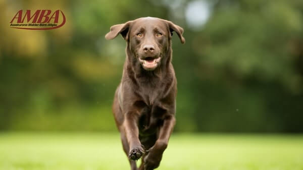 Alles über den Labrador