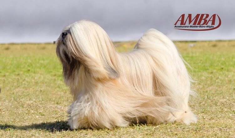 Lhasa Apso