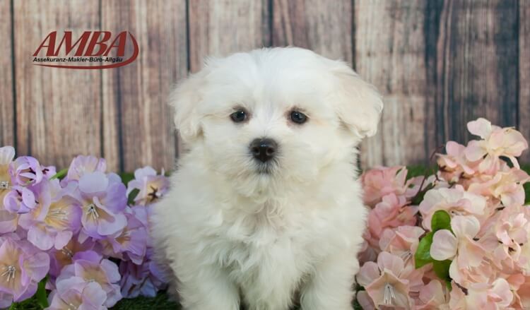 Maltipoo