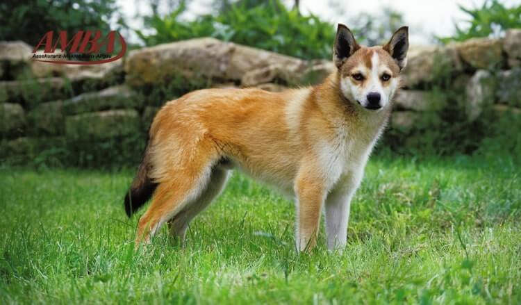 Norwegischer Lundehund