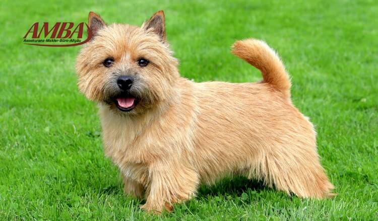 Norwich Terrier